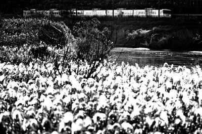 High angle view of flowering plants by lake