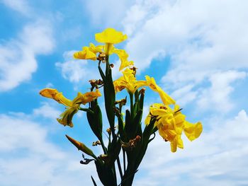 Low angle view of yellow flowering plant against sky