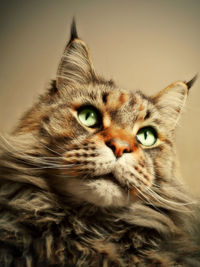 Close-up portrait of cat