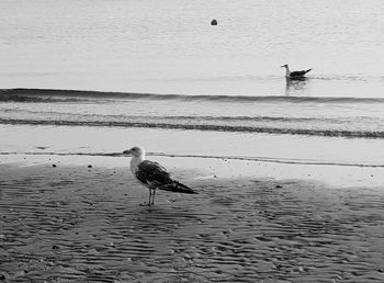 Seagull perching on a beach