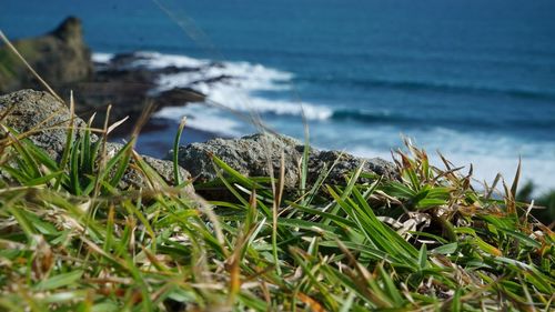 Close-up of grass by sea