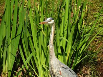 View of a bird on grass