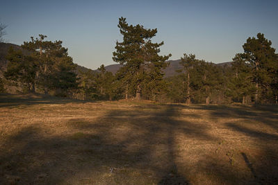 Trees on field against sky