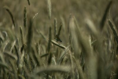 Close-up of grass growing on field