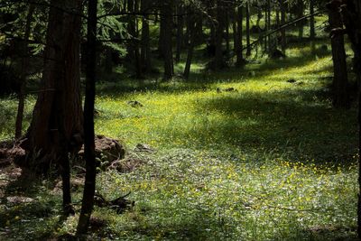 Trees in forest