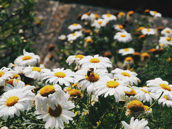 Close-up of white daisy flowers