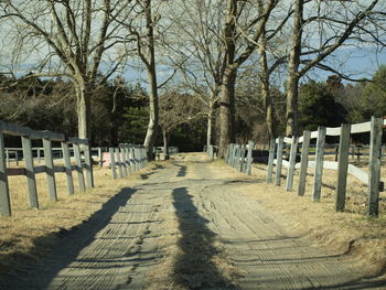 Footpath amidst trees in cemetery