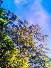 Low angle view of trees against blue sky