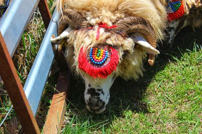 High angle view of tortoise on field