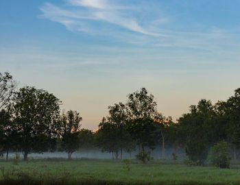 Trees on field against sky