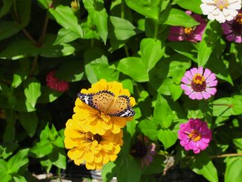 High angle view of butterfly on yellow flower