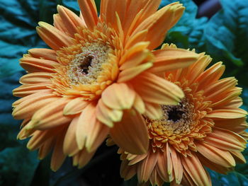 Close-up of flower