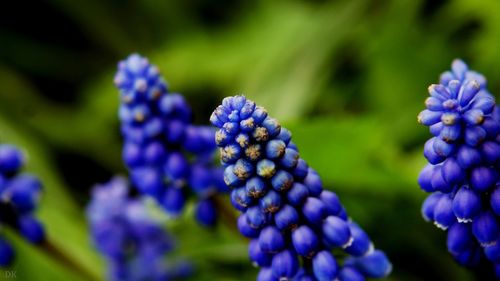 Close-up of purple flowers