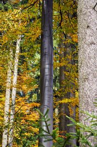 Close-up of autumn tree trunks in forest