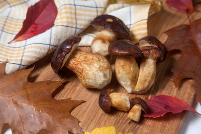 Close-up of mushrooms