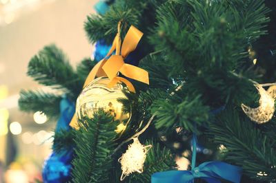 Close-up of christmas tree with plants