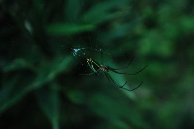 Close-up of spider on web