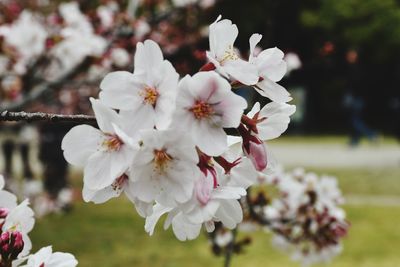 Close-up of white cherry blossom tree