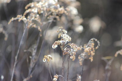 Close-up of white flowering plant