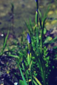 Close-up of purple crocus flowers