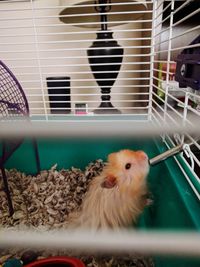 Close-up of bird in cage