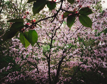 Low angle view of pink flowering tree