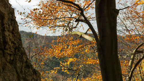 Low angle view of tree against sky