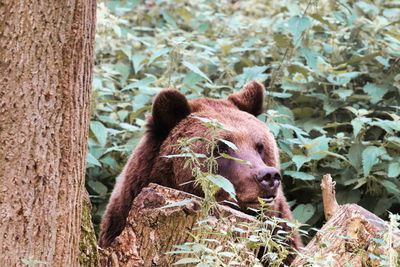 Close-up of an animal