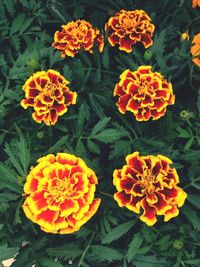 High angle view of orange flowers blooming outdoors