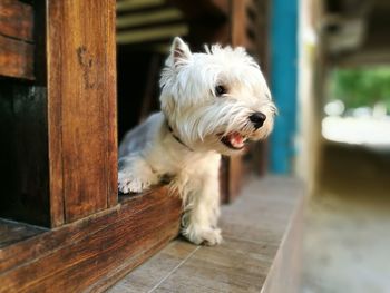 Close-up of dog on wood