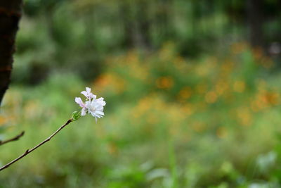 Close-up of white flowering plant