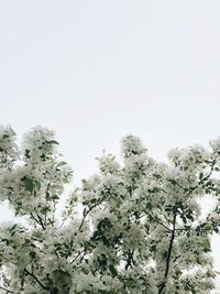 Close-up of white flowers against clear sky