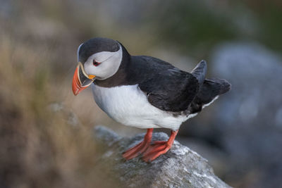 Close-up of bird perching on rock