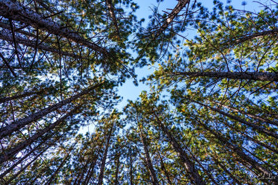 Low angle view of trees against sky