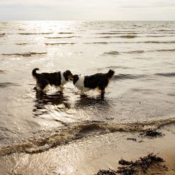 Dogs on beach against sea