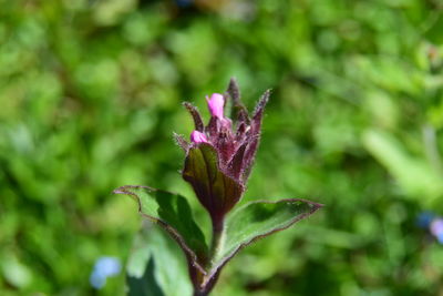 Close-up of flower
