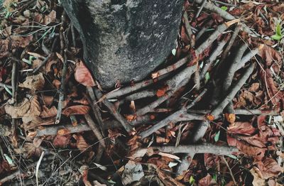 Close-up of dry leaves on tree trunk in forest