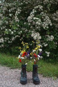 Close-up of fresh flowers in vase