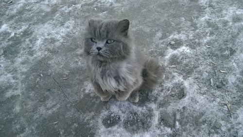 High angle portrait of cat