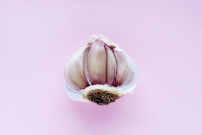 Close-up of pink flower over white background