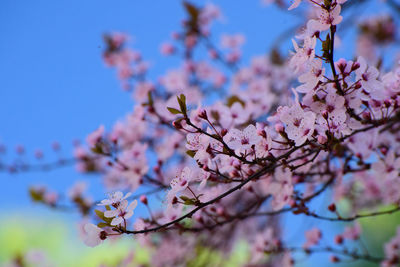 Low angle view of cherry blossoms against sky
