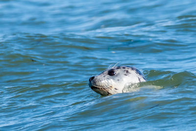 Close-up of sea lion swimming in water