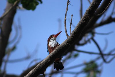 Low angle view of a bird perching on branch