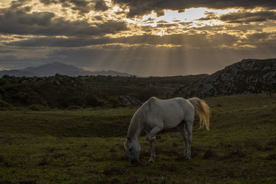 Horse grazing in a field