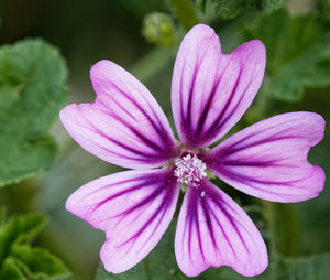 Close-up of pink flower