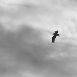 Low angle view of bird flying against sky