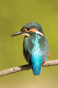 Close-up of bird perching on branch