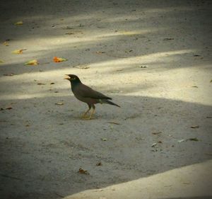 Bird on sand