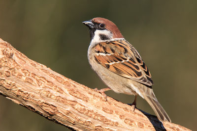 Field sparrow sitting on trunk