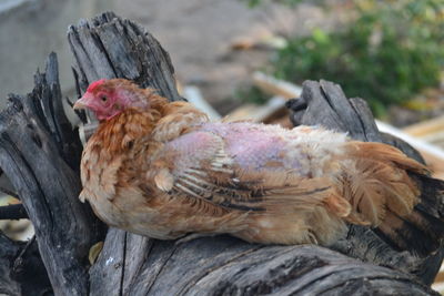 Close-up of a bird